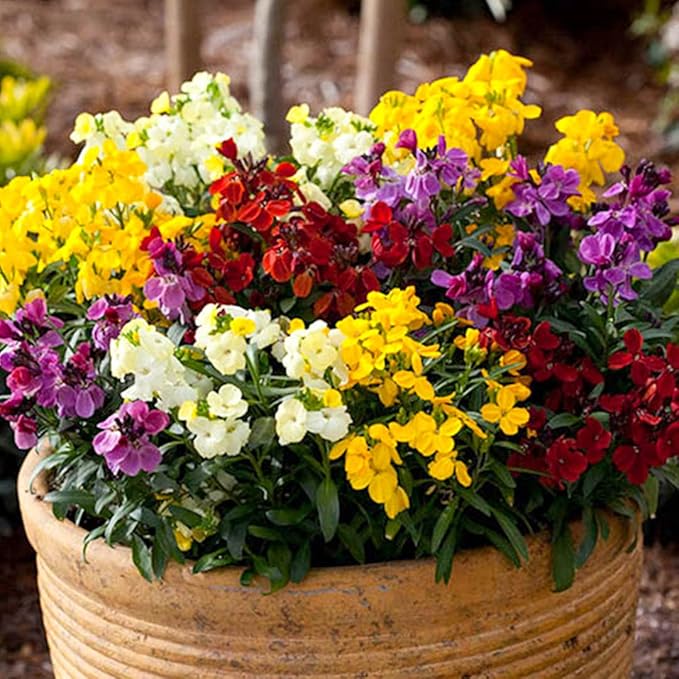 Mixed Erysimum Seeds for Planting - 100Pcs Multicolor Erysimum Seeds for Growing Garden Home Garden Balcony Easy to Grow Flowers Seeds