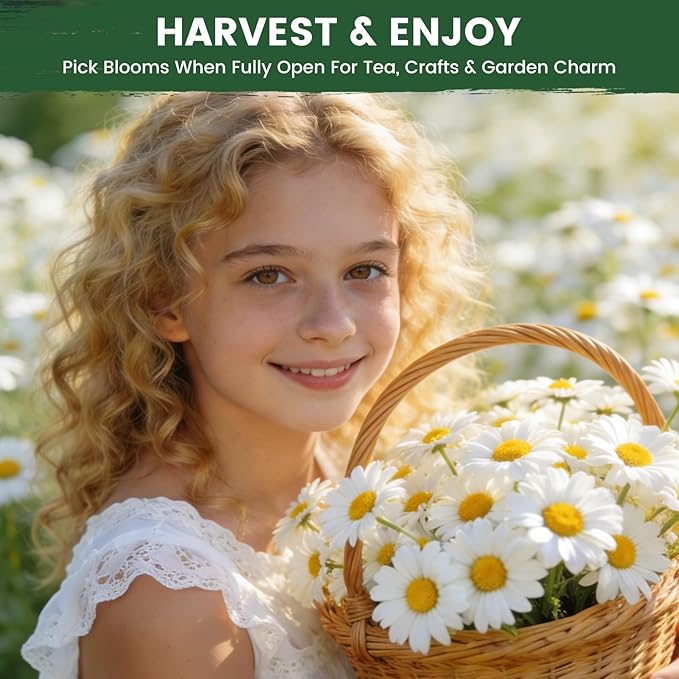 German Chamomile Seeds for Planting - 10,000+ Non-GMO Heirloom Seeds (Matricaria chamomilla), Homegrown Herbal Tea, Attracts Pollinators, Self-Seeding, USDA Zones 4-9, Medicinal Herb