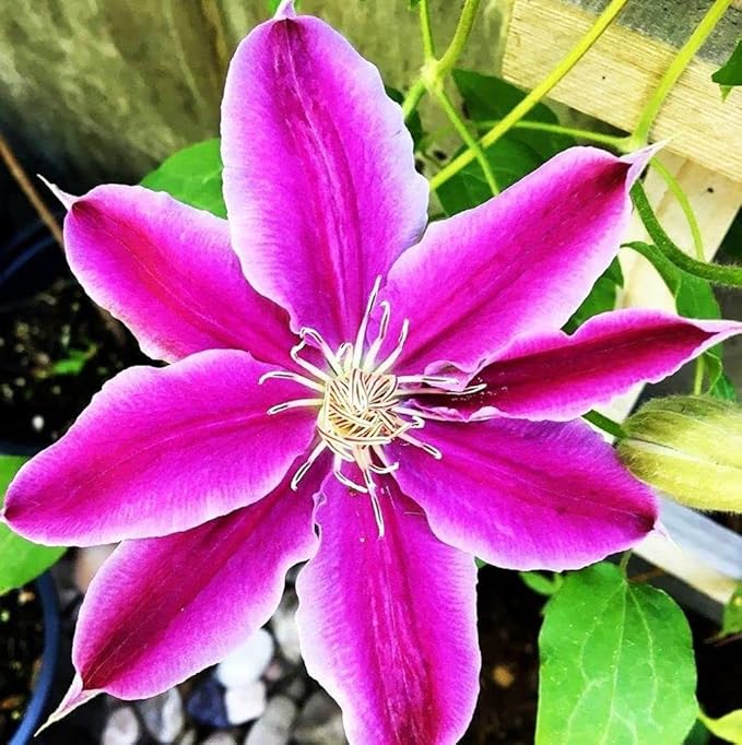Clematis Mixed Colors 20Seeds Wonderful Blooms 20+ Perennial Vine Seeds (Clematis 1)