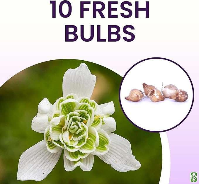 10 Double Snowdrops Bulbs - Top Size - Earliest Spring Blooms Thrive in Shade and Partial Sun - A Rare and Potected Specie in Holland