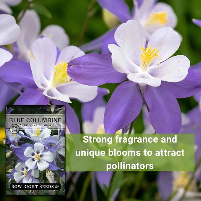 Sow Right Seeds - Blue Columbine Flower Seeds to Plant - Non-GMO Heirloom Packet With Instructions to Plant in Your Garden- Beautiful Perennial Flowers - Attract Hummingbirds, Bees and Butterflies (4)