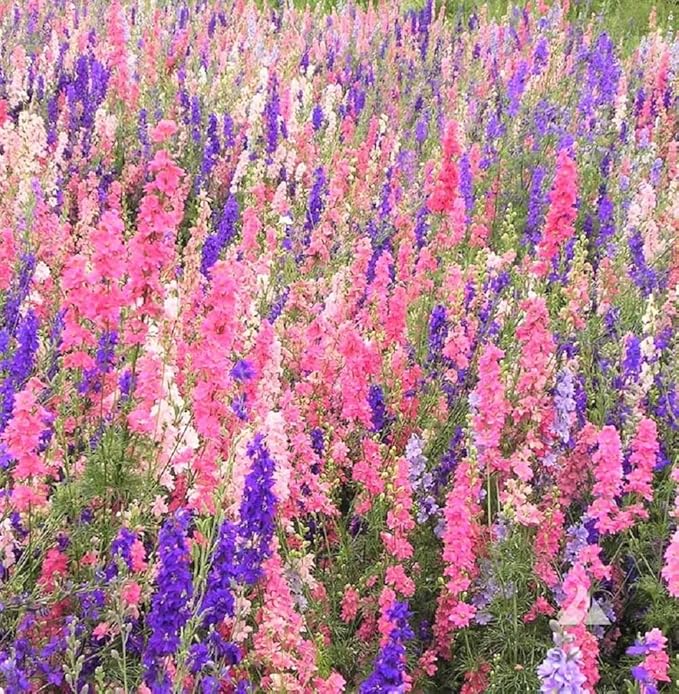 Delphinimum Seed, 25 Seeds, Giant Imperial Mix, Striking Mixed Colors, Perennial Wild Flower, Beautiful Flowers to Plant in Your Home Garden - Non-GMO Heirloom Seeds - Great for Cut Flowers