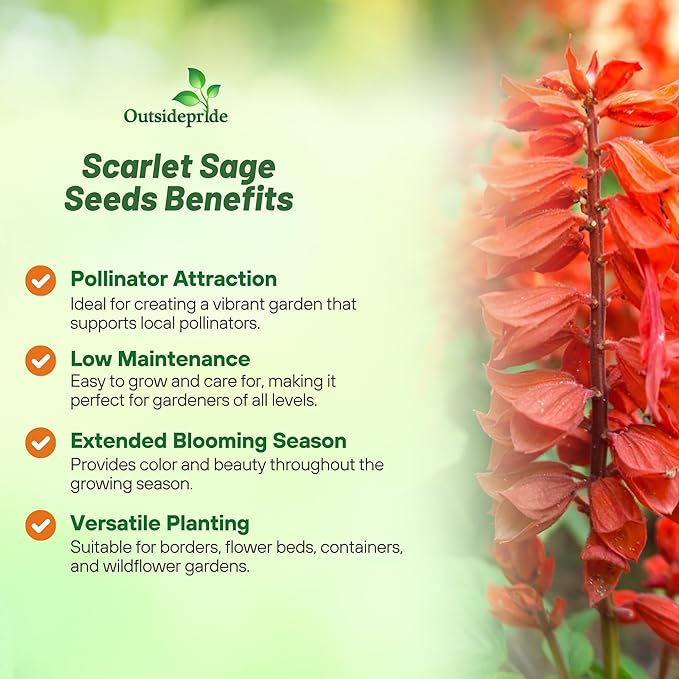 Outsidepride Salvia Coccinea Scarlet Sage Seeds for Planting - 1/4 Lb. Perennial, Heat-Tolerant Wildflower Seeds w/Red Blooms, Attracts Hummingbirds & Butterflies for Pollinator-Friendly Gardens