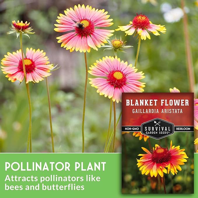 Blanket Flower Seeds for Planting - Perennial Gaillardia Aristata Firewheel Wildflower, Drought Tolerant Native Flower Seeds - Survival Garden Seeds (3 Packs)