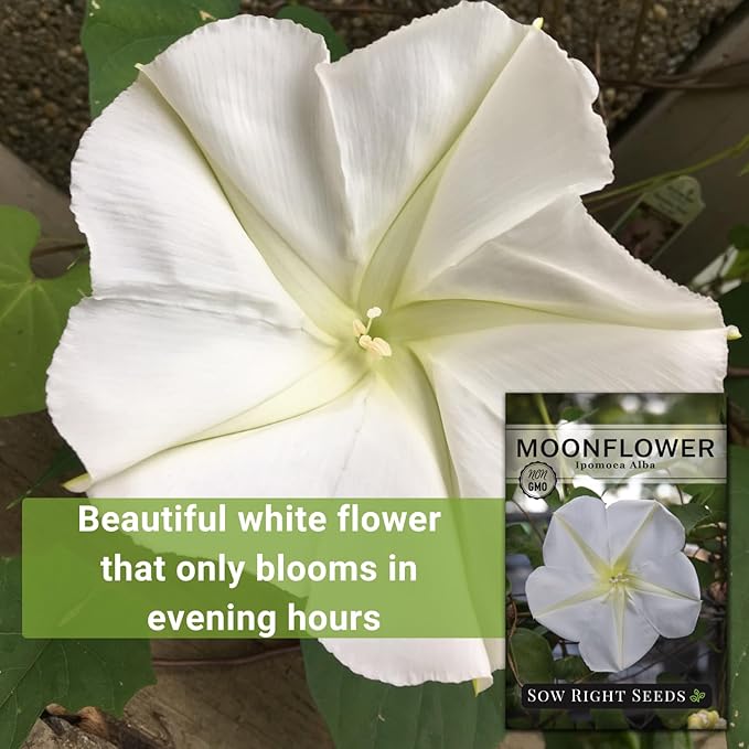 Sow Right Seeds - Moonflower (Ipomoea alba) Flower Seeds for Planting - Non-GMO Heirloom Flowers to Grow in Your Home Garden - Vining Plant for Beautiful Evening Blooms - Wonderful Gift (1)