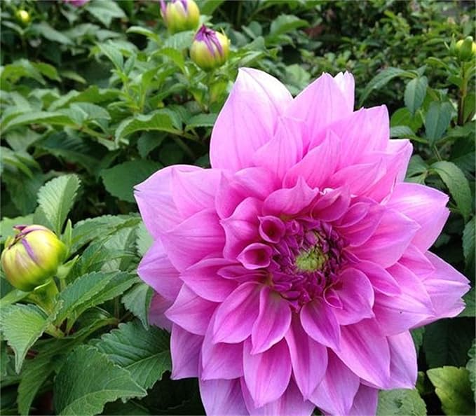 Rare Beautiful Perennial Mixing Color Dahlia Flowers Seeds 100PCS