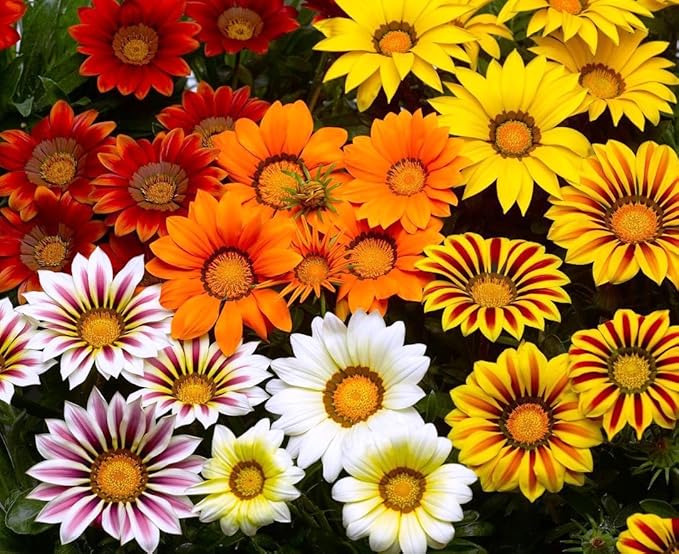 Treasure Flower Mix Seeds – Gazania Rigens | Perennial in Warm Climates, Annual Elsewhere | Drought-Tolerant & Long-Blooming
