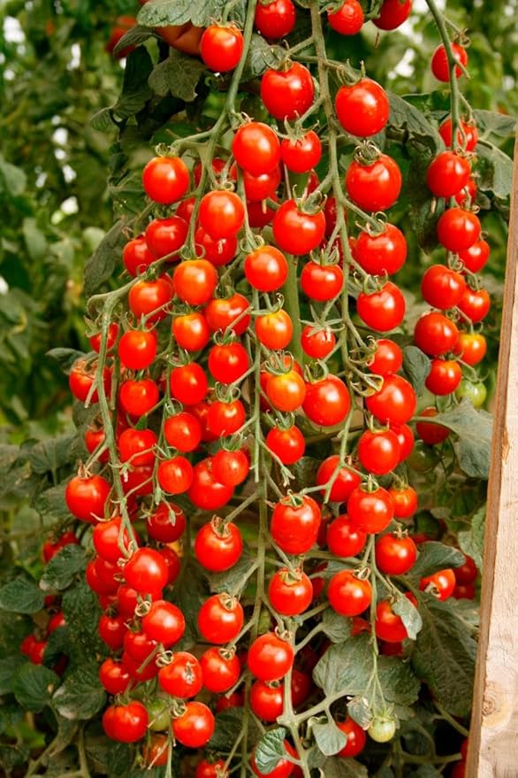 Tomato 'Red Cherry' Seeds – Indeterminate Annual Vegetable (Solanum lycopersicum) | 55–65 Days, Open-Pollinated, Sweet & Juicy Cherry Tomatoes