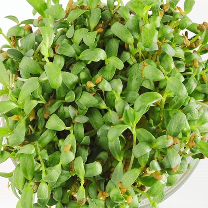 Fenugreek Seeds for Sprouting Microgreens, 2 oz A Rich Source of Vitamins and Minerals and Health-Promoting Nutrients! "COOL BEANS N SPROUTS" Brand, A Small Town Family Run USA Business
