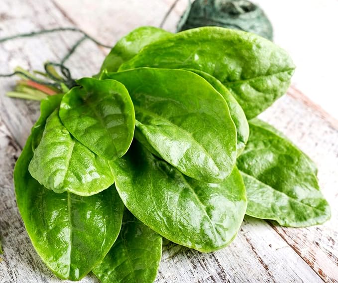 Garden Sorrel 2000+ Seeds for Planting Non-GMO