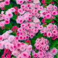 Ageratum Pink Floss Flower Seeds 400+ Seeds for Planting Non-GMO Flower Garden