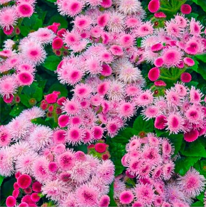 Ageratum Pink Floss Flower Seeds 400+ Seeds for Planting Non-GMO Flower Garden