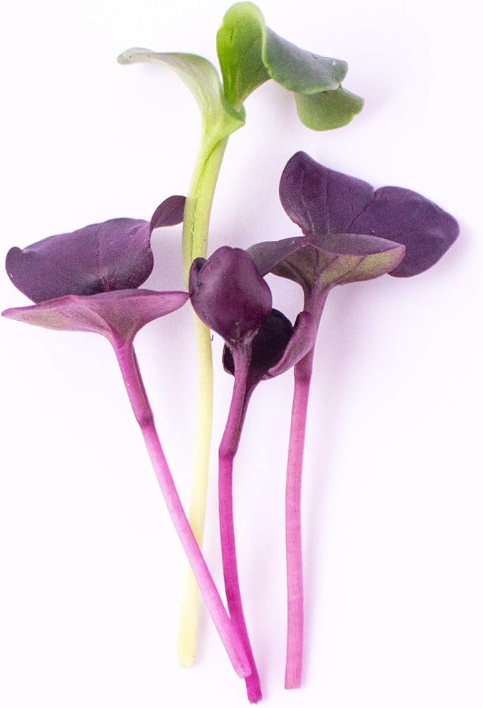 Purple Radish Microgreens Seeds - 1 Lb ~42,800 Seeds - Premium, Non-GMO - for Growing Micro Greens - Raphanus sativus