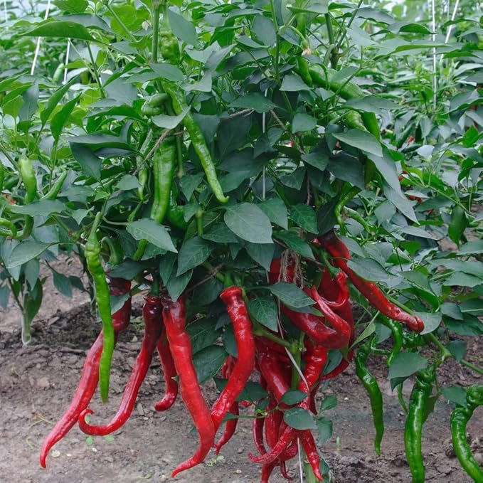 40+ Seeds Hot Chili Pepper Fire - Vegetable Red