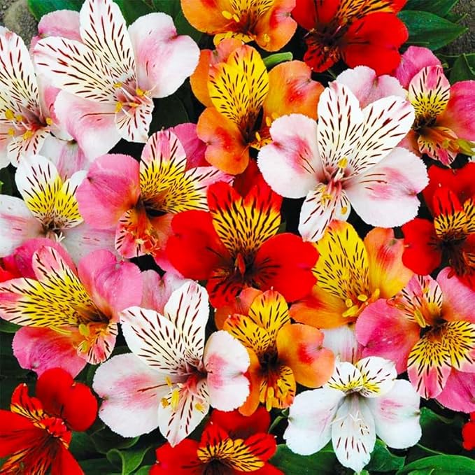 25+ Mixed Alstroemeria Seeds for Planting -Perennial Peruvian Llily Seed for Home Garden Garden