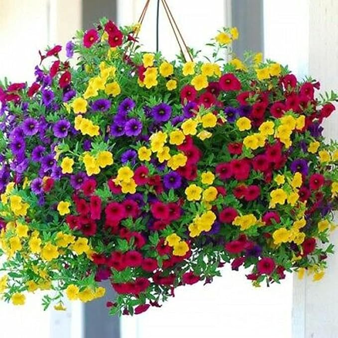 5100+ Petunia Seeds Grandiflora Flowers Mixed Rainbow Color for Bonsai Planting Home Garden House Plant Flower Seed Mix Color