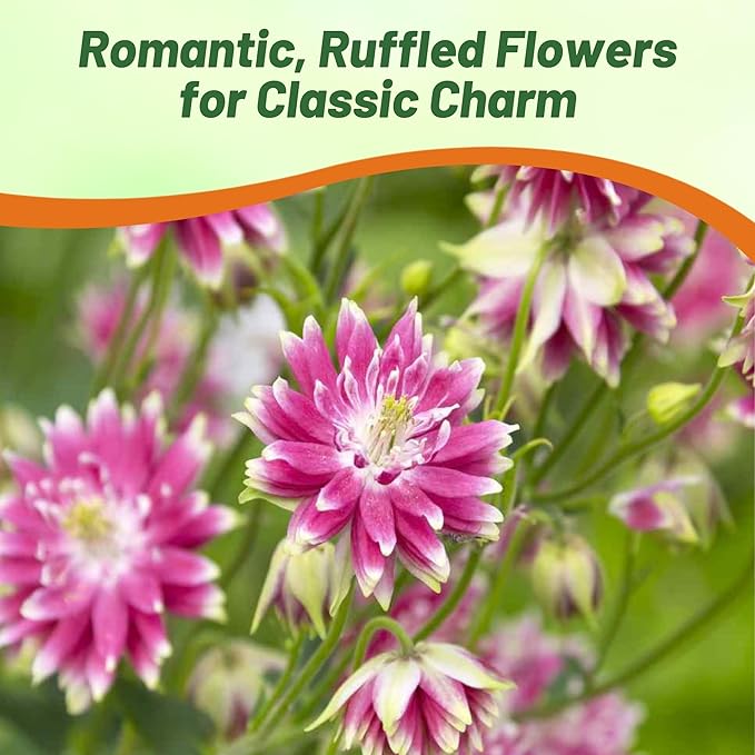 Outsidepride Nora Barlow Columbine Seeds - 2000 Pcs Perennial, Easy to Grow Flower Seeds for Planting, Suitable for Pollinator-Friendly Garden, Cut Floral Arrangements, Ground Covers, or Borders