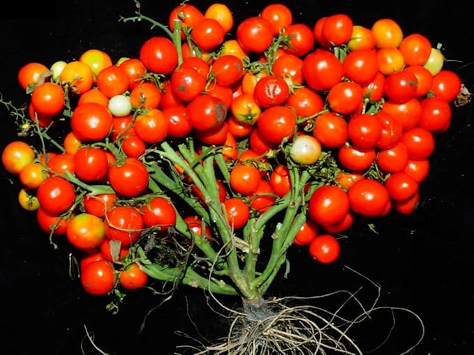 NIKA SEEDS - Seeds Vegetable Red Vine Tomato - 50 Seeds