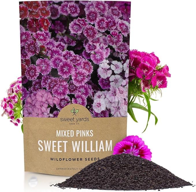 Sweet William Seeds – Mixed Pink Colors – Extra Large Packet – Over 120,000 Open Pollinated Non-GMO Flower Seeds – Dianthus barbatus