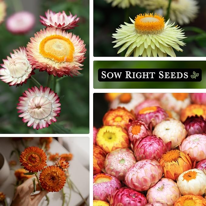 Sow Right Seeds - Tall Mixed Strawflower Seeds - Non-GMO Heirloom Packet with Instructions to Grow - Beautiful to Plant in Your Flower Garden - Cut Flower Favorite - Wonderful Gardening Gift (2)