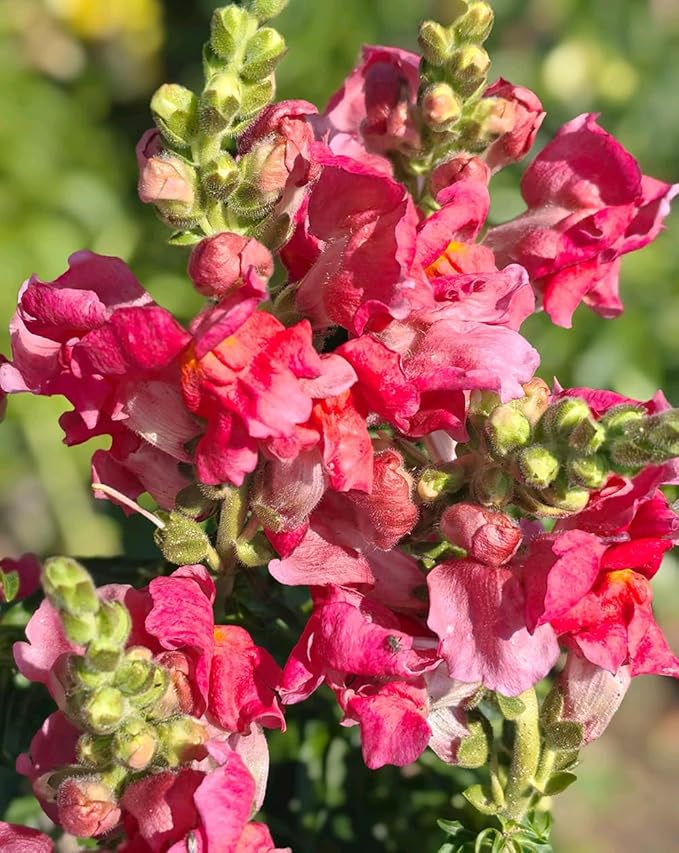 200pcs Snapdragon Seeds Flower Seed Antirrhinum majus Tetra Mix Multi Color Blooms Cut Flowers Non-GMO