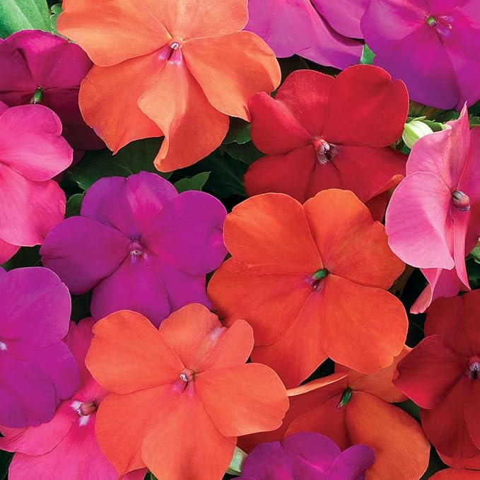 Outsidepride Xtreme Tango Mix Impatiens Flower Seeds - 200 Pcs Annual, Compact & Pollinator Friendly, Impatiens Seeds for Planting w/Vibrant, Abundant Blooms for Shade Gardens & Container Displays