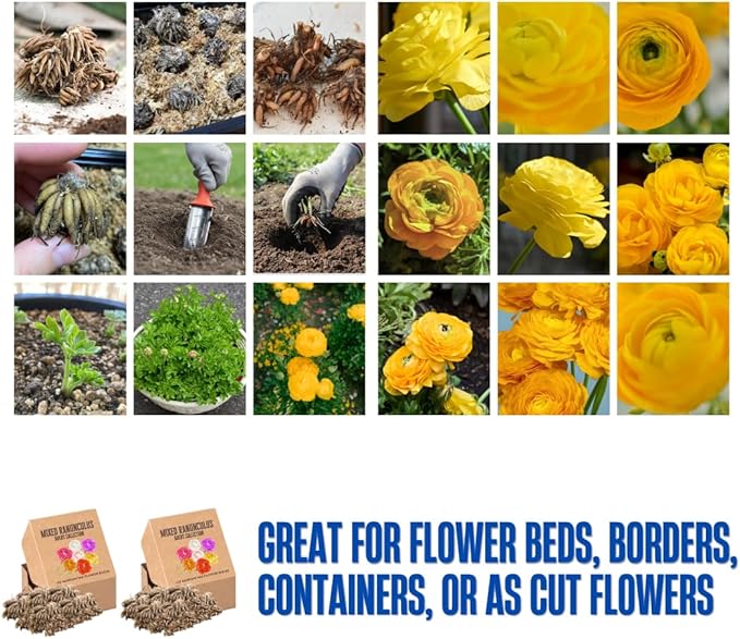 Pack 25 Ranunculus Bulbs for Planting, Yellow Ranunculus Corms, Butterfly Ranunculus Flowers Bulbs to Grow, Peony Buttercup Ranunculus