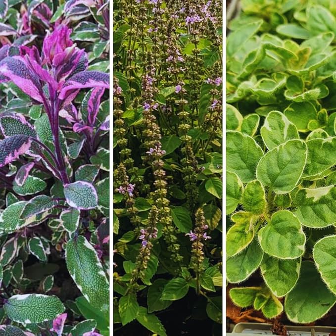 Combo 3 Assorted Herbs Plants Garden, Basil, Rosemary, Peppermint, Lemon Balm Plant Live, Mix Varieties Herb, 3 to 5 Inches Tall, No Potted