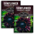 Chocolate Cherry Sunflower Seeds for Planting | Rare Burgundy Black Blooms, 6-7ft Giant Non-GMO Heirloom Flower - Survival Garden Seeds (2 Packs)