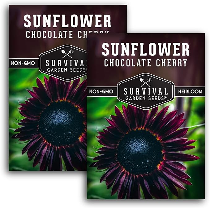 Chocolate Cherry Sunflower Seeds for Planting | Rare Burgundy Black Blooms, 6-7ft Giant Non-GMO Heirloom Flower - Survival Garden Seeds (2 Packs)