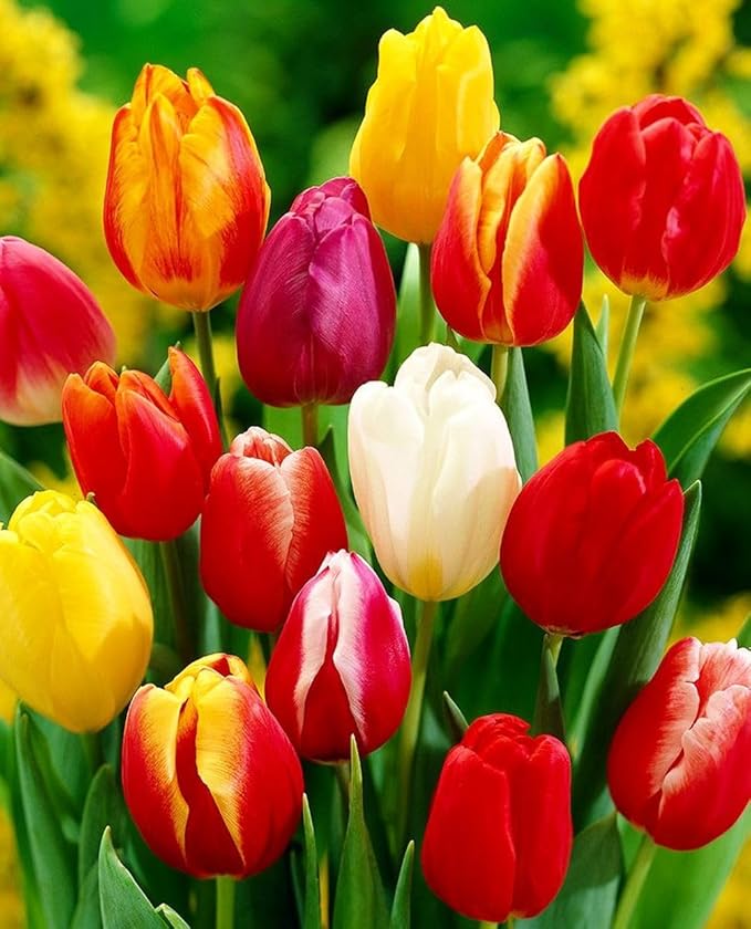 Triumph Tulip Bulbs for Fall Planting Mixed Perennial Hybrids Darwin Changing Colors Emperor Mixture Size 12+ (5, Emperor Mixture)