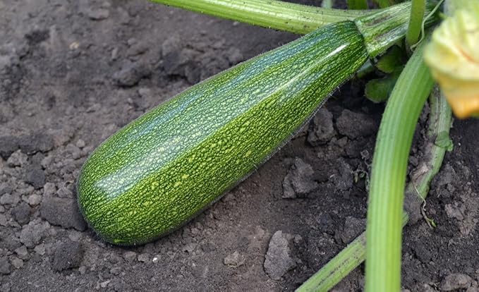 CEMEHA SEEDS - Seeds Light Green Zucchini Courgette Squash 36 Days Non GMO Vegetable for Planting