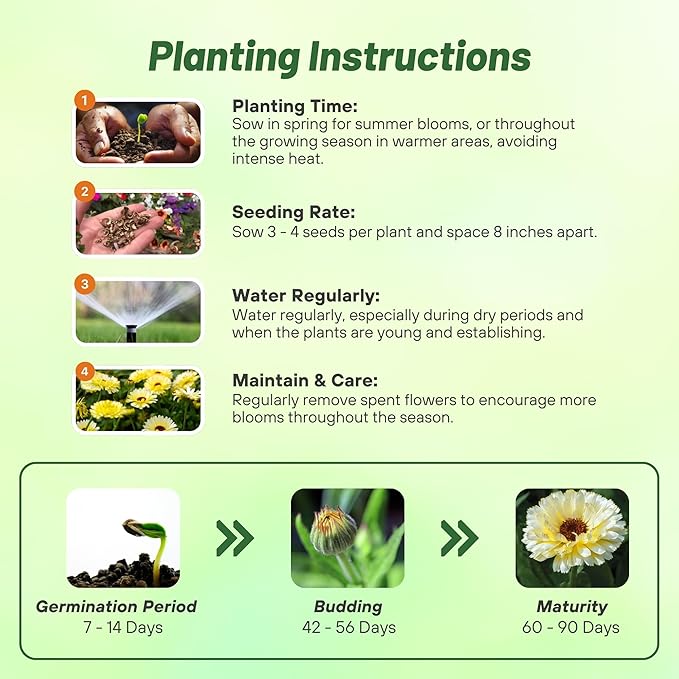 Outsidepride Snow Princess Calendula Seeds - 200 Pcs Annual Edible Flower Seeds for Planting for Dishes & Wellness Uses, with Vibrant Blooms for Cut Flower, Container, & Pollinator Gardens