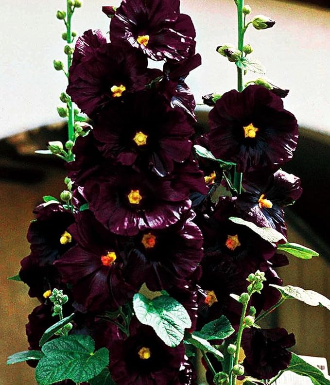 Black Hollyhock Seeds - 5g Heirloom Seeds for Planting Alcea rosea - Great for Gothic Gardens, Open Pollinated Biennial That Attracts Pollinators