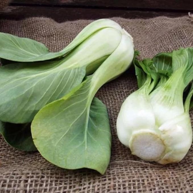 ZEshops All Year Round Organic Chinese Cabbage Seeds, 1000pcs, Non-GMO, High 95% Germination, Perfect for Every Season