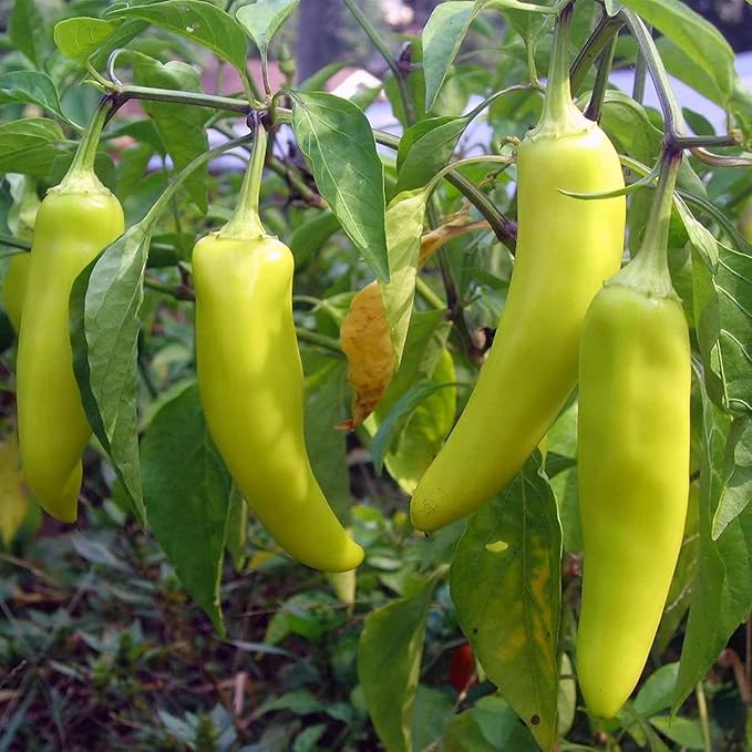 Todd's Seeds Sweet Banana Pepper Heirloom Seed - 1g Packet