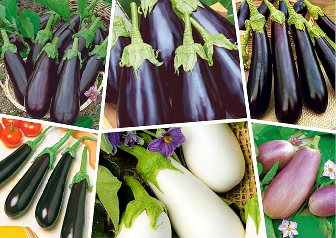 Seeds Eggplant Aubergine Long Mix Heirloom Vegetable for Planting Non GMO
