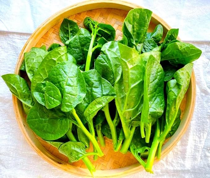 100PCS Green Malabar Spinach Seeds Ceylon Spinach Vine Spinach Perennial Vegetable Seeds