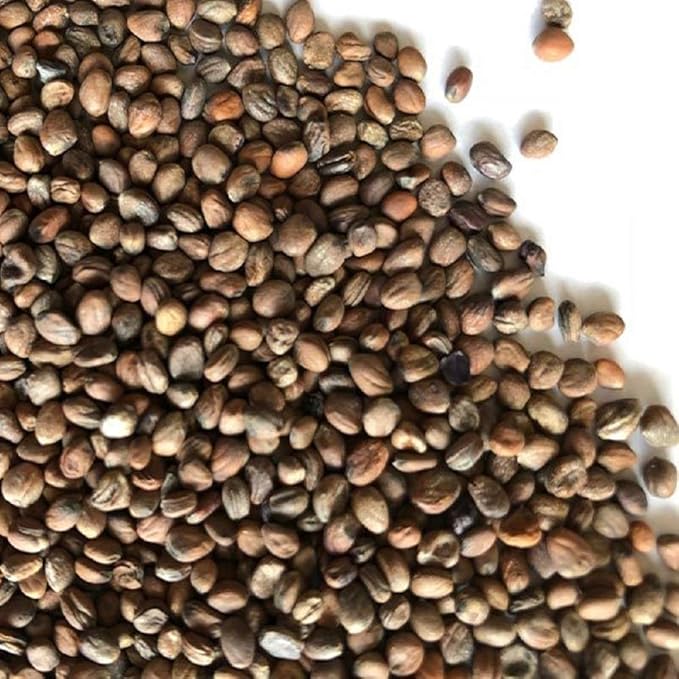 Rambo Radish Sprouting Seed, Non GMO - 8 oz - Country Creek Brand - Rambo Radish Sprouts, Garden Planting, Cooking, Soup, Emergency Food Storage, Vegetable Gardening, Juicing, Cover Crop