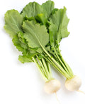 Radish Seeds - Sakurajima Mammoth - 3 g Packet ~170 Seeds - Non-GMO, Heirloom - Asian Garden Vegetable & Microgreens