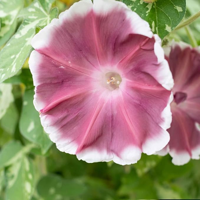 Eden Brothers Morning Glory Seeds - Chocolate, Non-GMO Seeds for Planting, Packet | Low-Maintenance Flower Seeds, Plant During Spring, Zones 1, 2, 3, 4, 5, 6, 7, 8, 9, 10