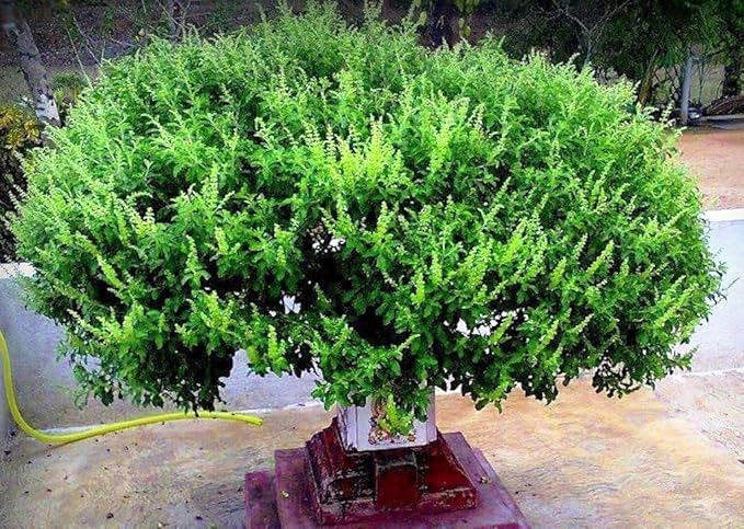 RAISE ME UP: Seeds Ornamental Holy Basil Tulsi Non GMO Heirloom