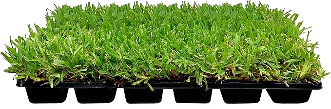 St. Augustine Palmetto | 72 Live Extra Large Grass Plugs | Drought, Salt & Shade Tolerant Turf Sod | for Healthy Lawns