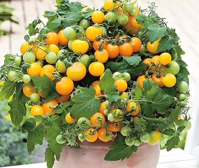 100PCS Yellow & Red Dwarf Cherry Tomato Seeds for Planting Indoor Outdoor Sweet Vegetable Seeds Heirloom