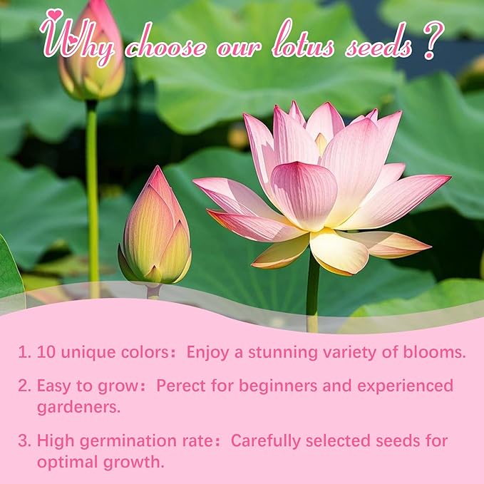 200pcs Lotus Seeds for Planting - 10 Unique Varieties, Mixed Colors Loto de Cuenco Semillas, Includes Detailed Planting Guide, Perfect for Ponds, Water Gardens & Gifts, High Germination