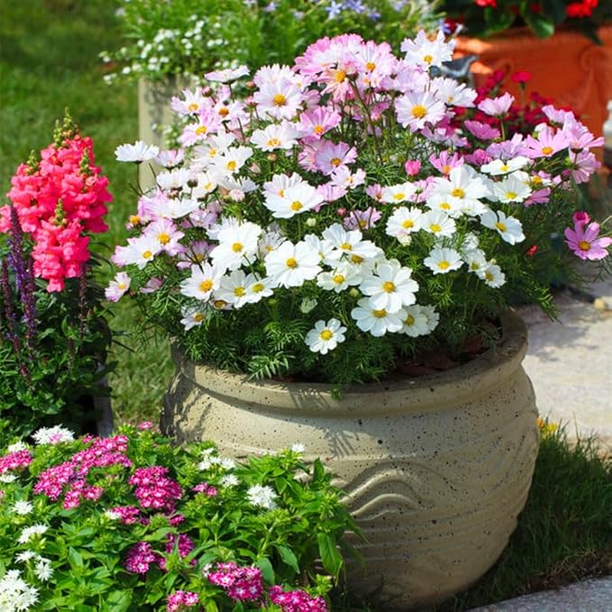 330+ Perennial Mixed Cosmos Seeds for Planting-Non-GMO Heirloom Plant Seeds Garden Outdoor
