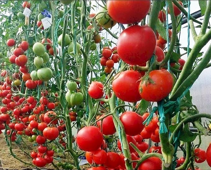 Seeds Cherry Tomato Sugar Lump Gardener's Delight Heirloom Vegetable for Planting Non GMO