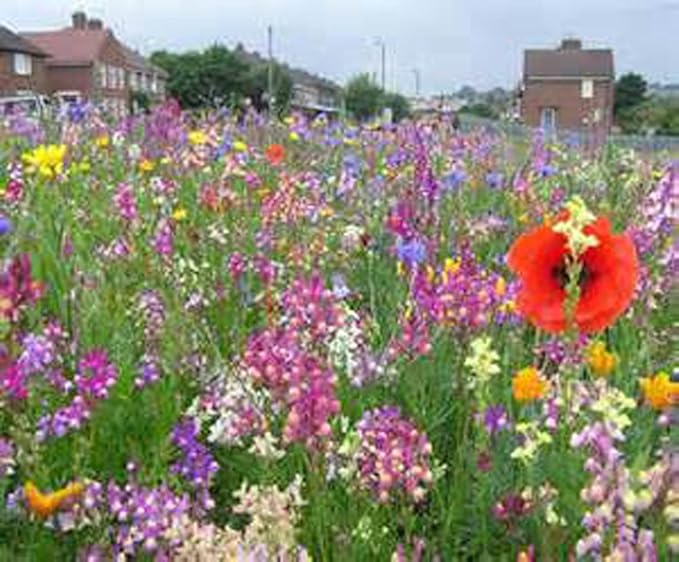 Wildflower Seed Mix, ASSORMENT of Perennial & Annual, 8 Ounce Package