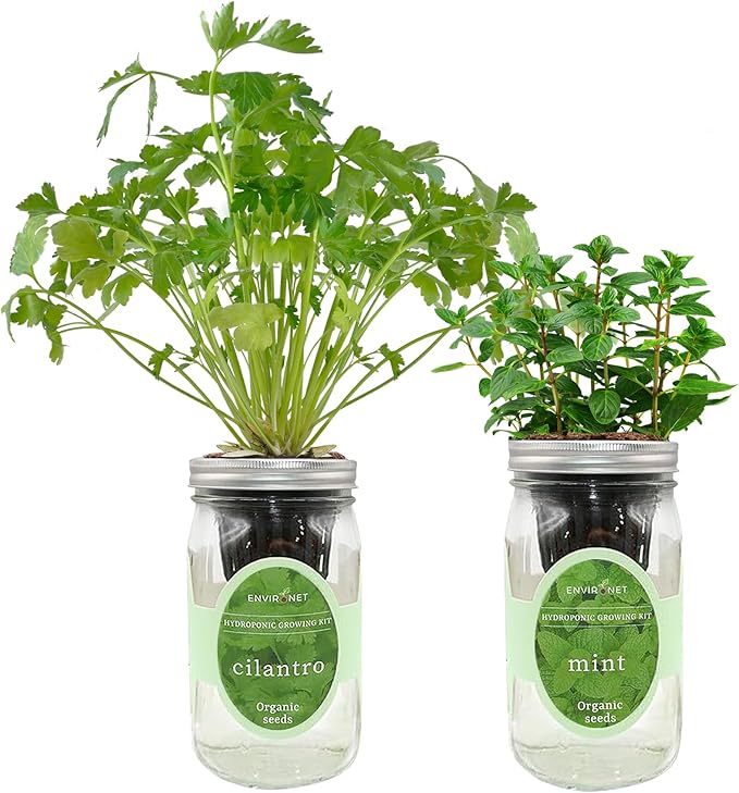 2-Pack Hydroponic Mason Jar Herb Garden Kit, Indoor Herb Garden Self-Watering Starter Kit, New Christmas Gift for Mom (Cilantro,Mint)