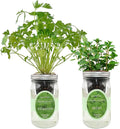 2-Pack Hydroponic Mason Jar Herb Garden Kit, Indoor Herb Garden Self-Watering Starter Kit, New Christmas Gift for Mom (Cilantro,Mint)
